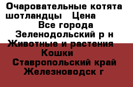 Очаровательные котята шотландцы › Цена ­ 2 000 - Все города, Зеленодольский р-н Животные и растения » Кошки   . Ставропольский край,Железноводск г.